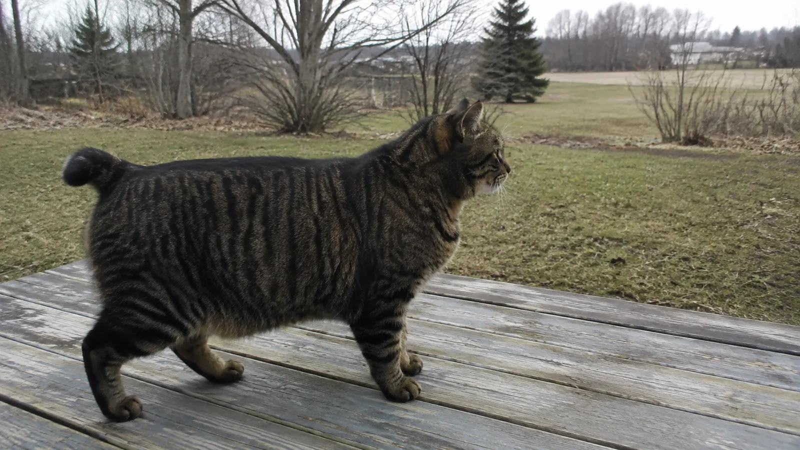 American Bobtail