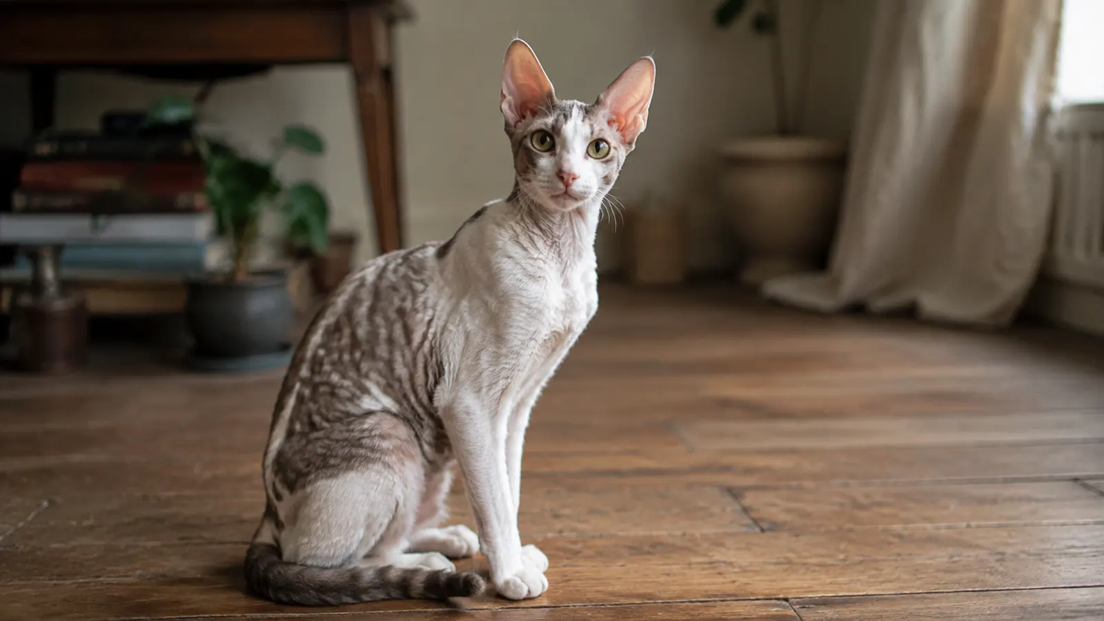 Cornish Rex