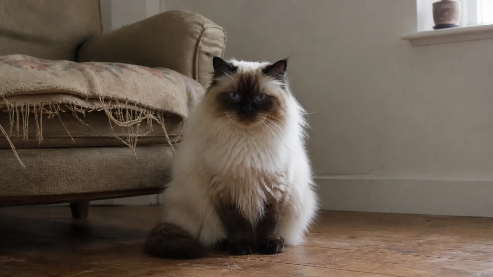 Himalayan