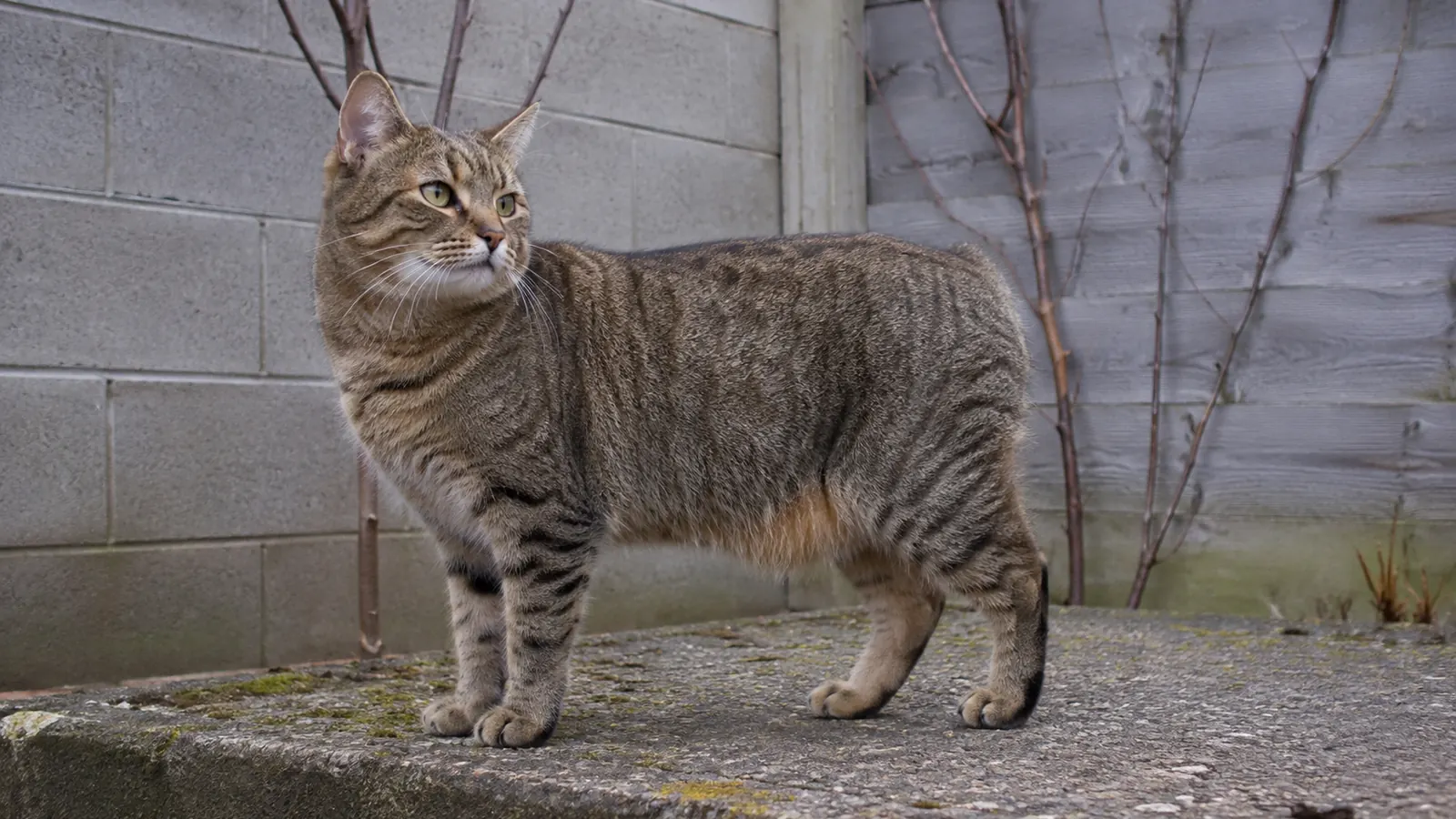Manx