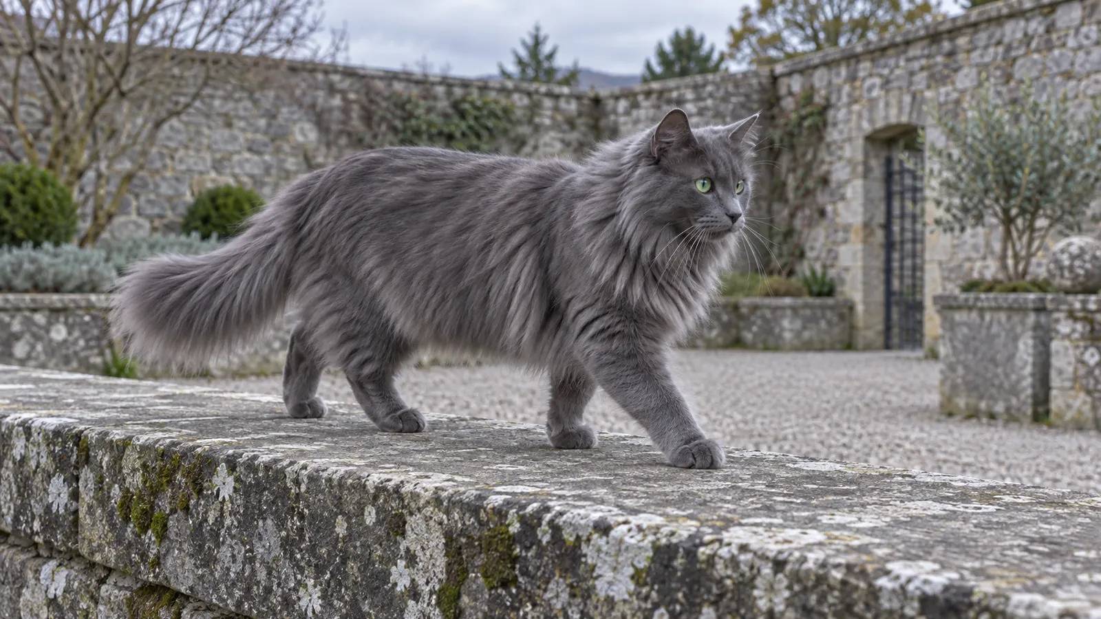 Nebelung