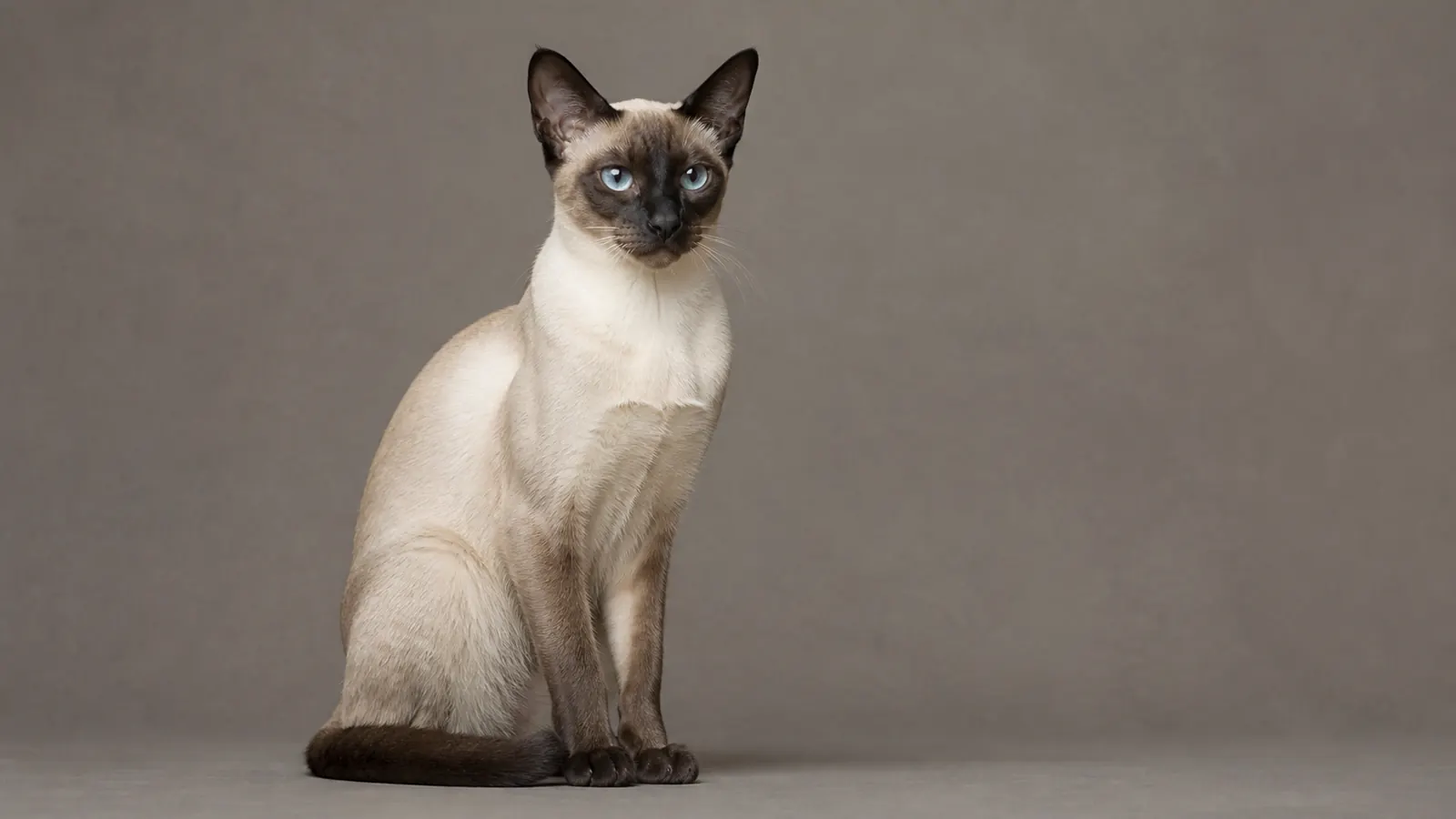 Siamese