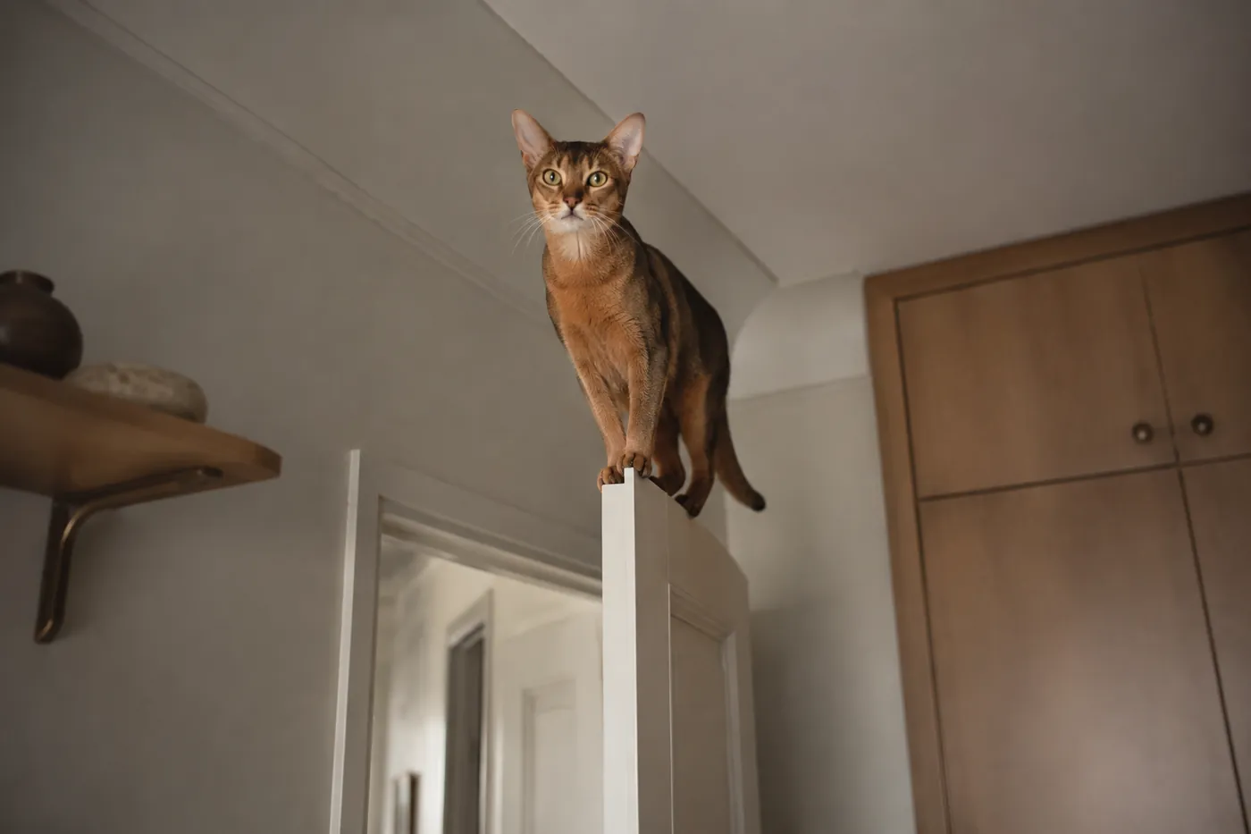 A ruddy ticked cat balanced on the narrow top edge of an open hallway door