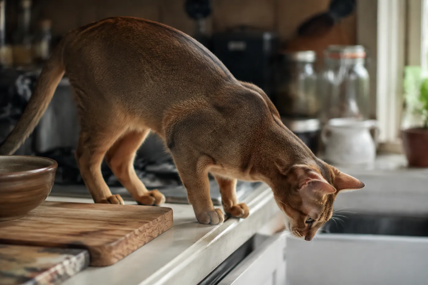 A ticked cat standing among clutter on a kitchen worktop beside a chopping board