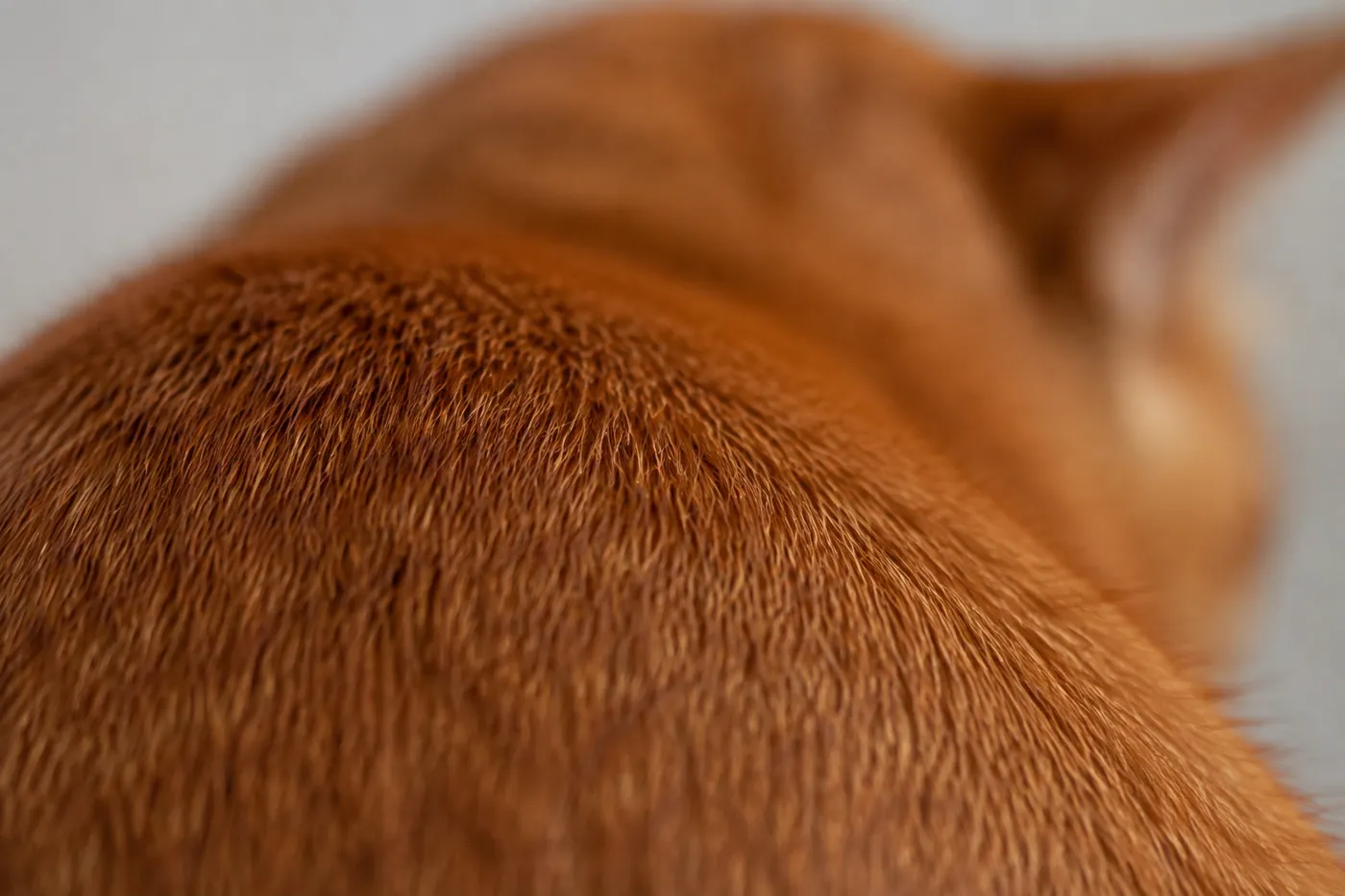 Close view of the shoulder of a ruddy cat with the banding on individual hairs visible