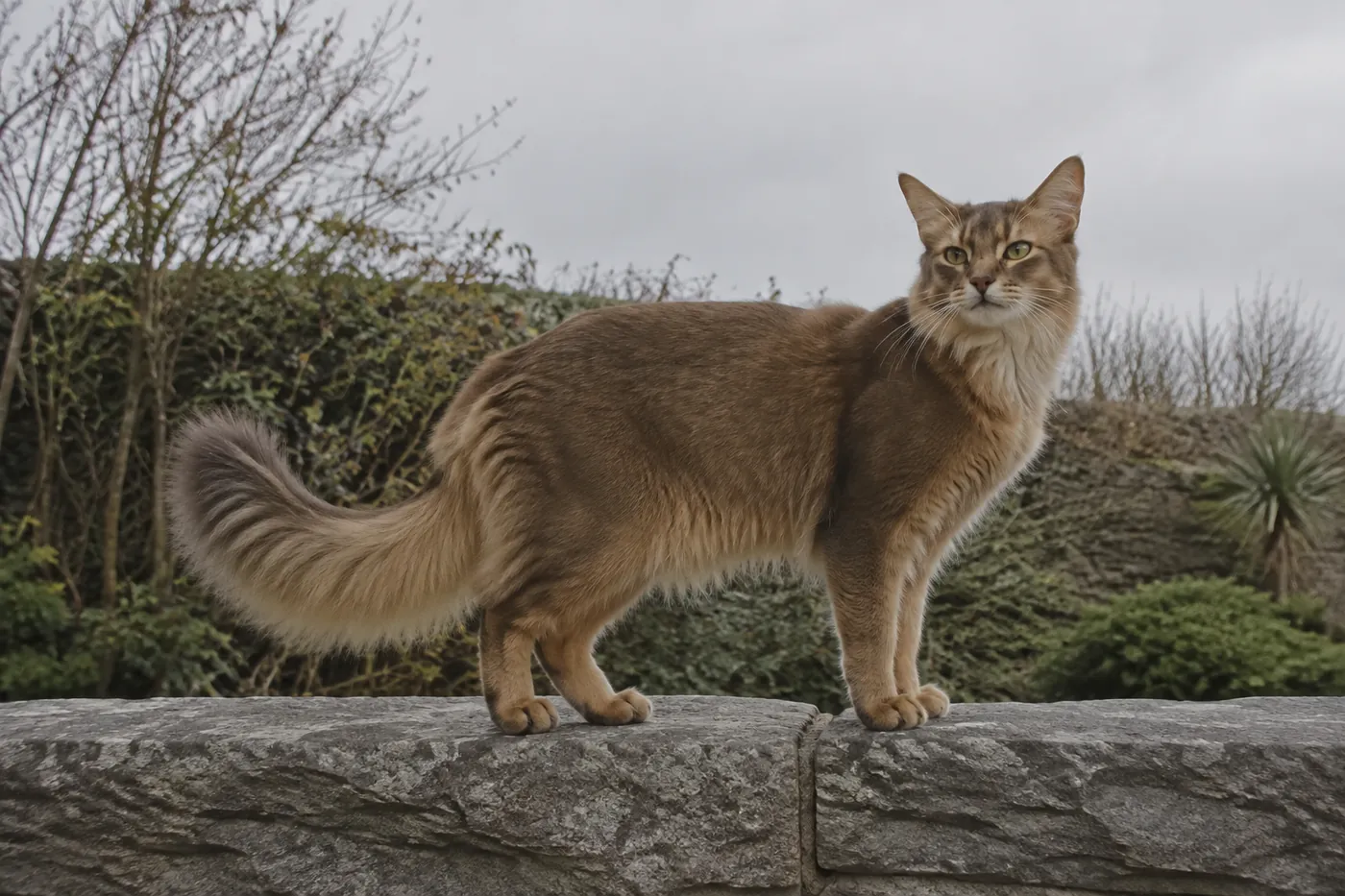 A long-coated ruddy cat standing side-on on a low grey wall with a full plumed tail and neck ruff