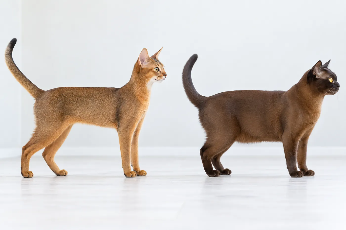 A ruddy Abyssinian and a sable Burmese standing in side profile on the same baseline