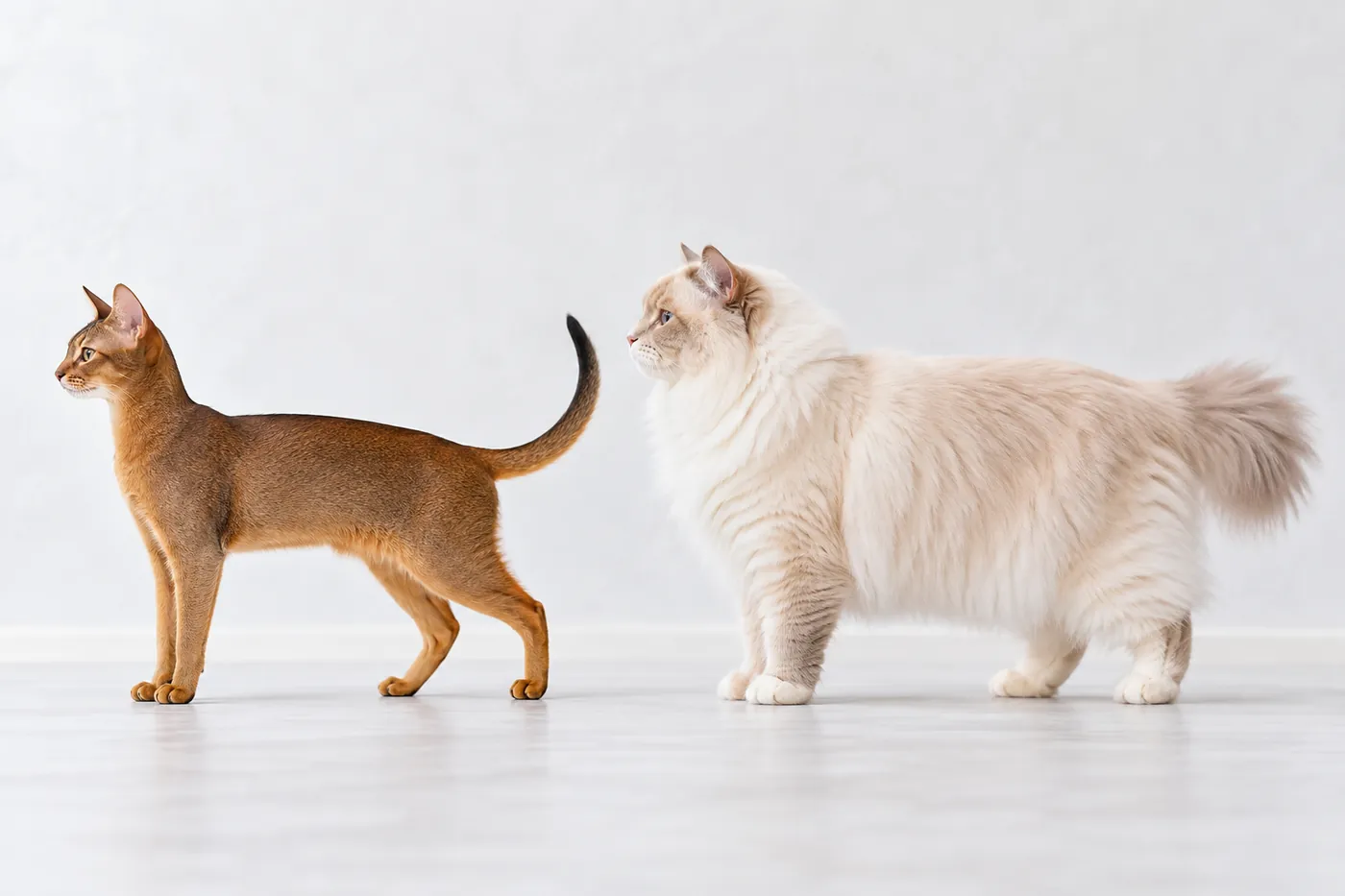 A ruddy Abyssinian and a large cream RagaMuffin standing in side profile on the same baseline