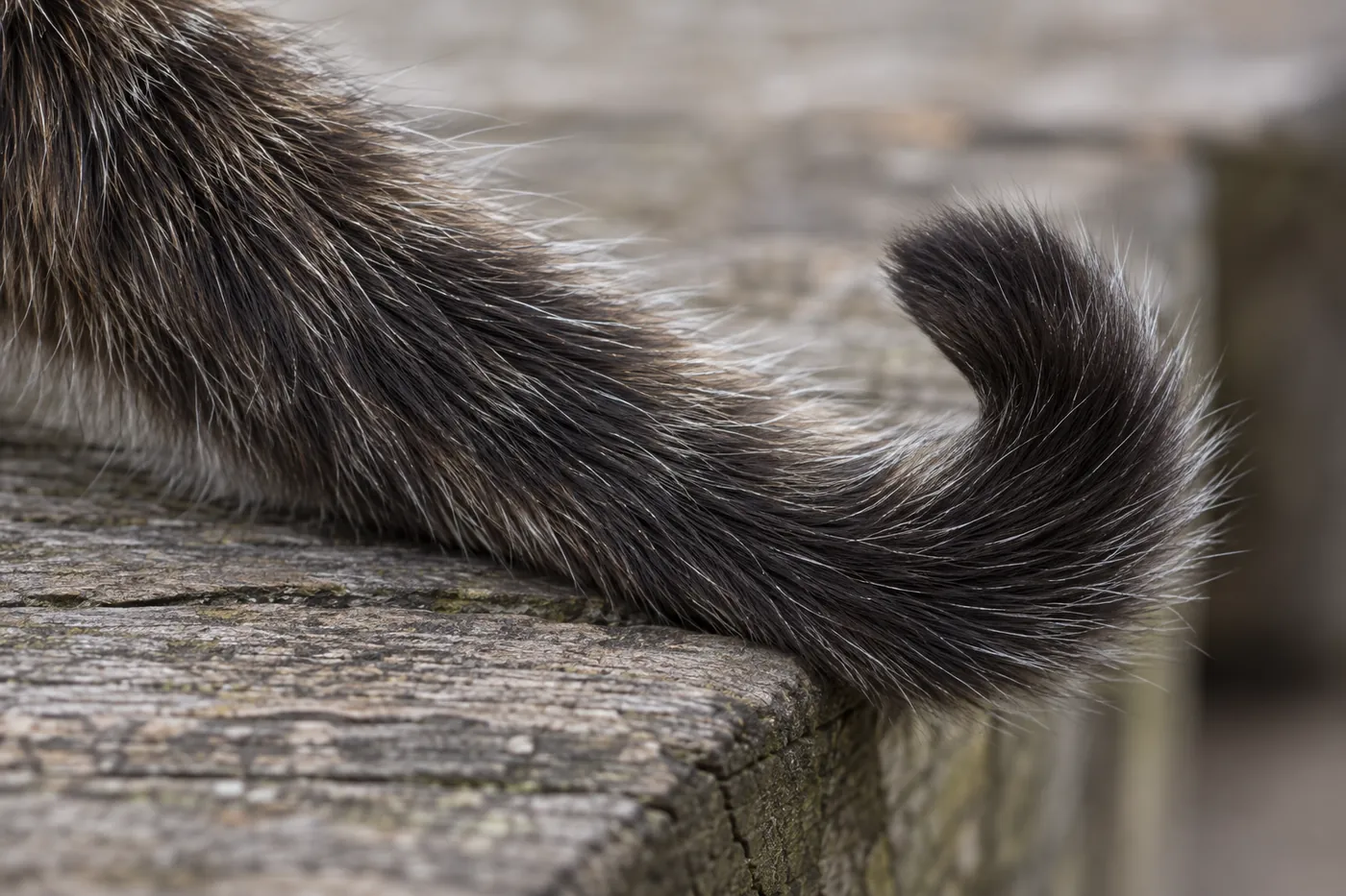 Close view of the last third of a cat's long tail on weathered timber, the tip bending in a distinct hook