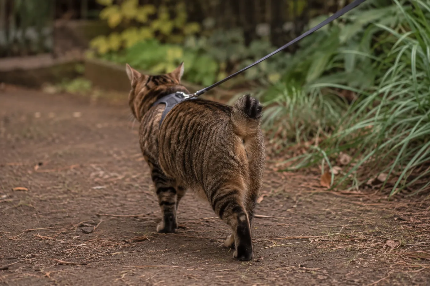 A short-tailed cat walking on a harness and lead along a garden path