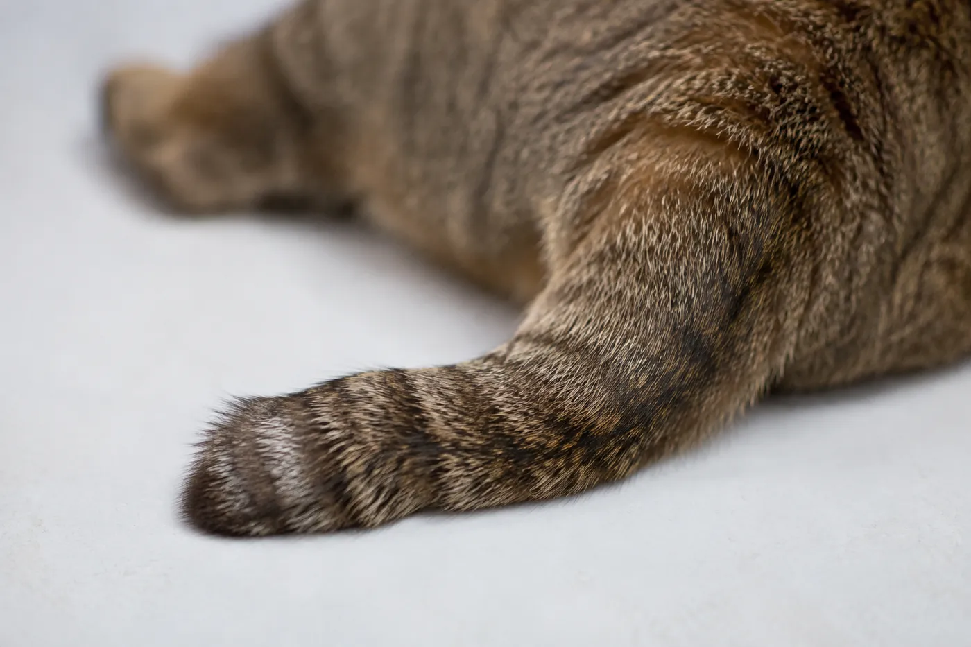 A very close view of a short cat tail showing a visible kink partway along it