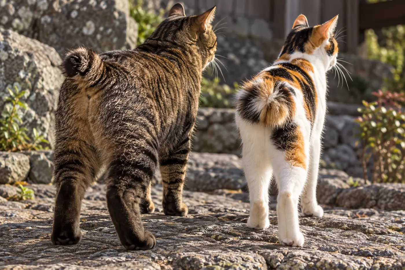 Matched rear three-quarter view showing an American Bobtail tail and a Japanese Bobtail pom tail without handling