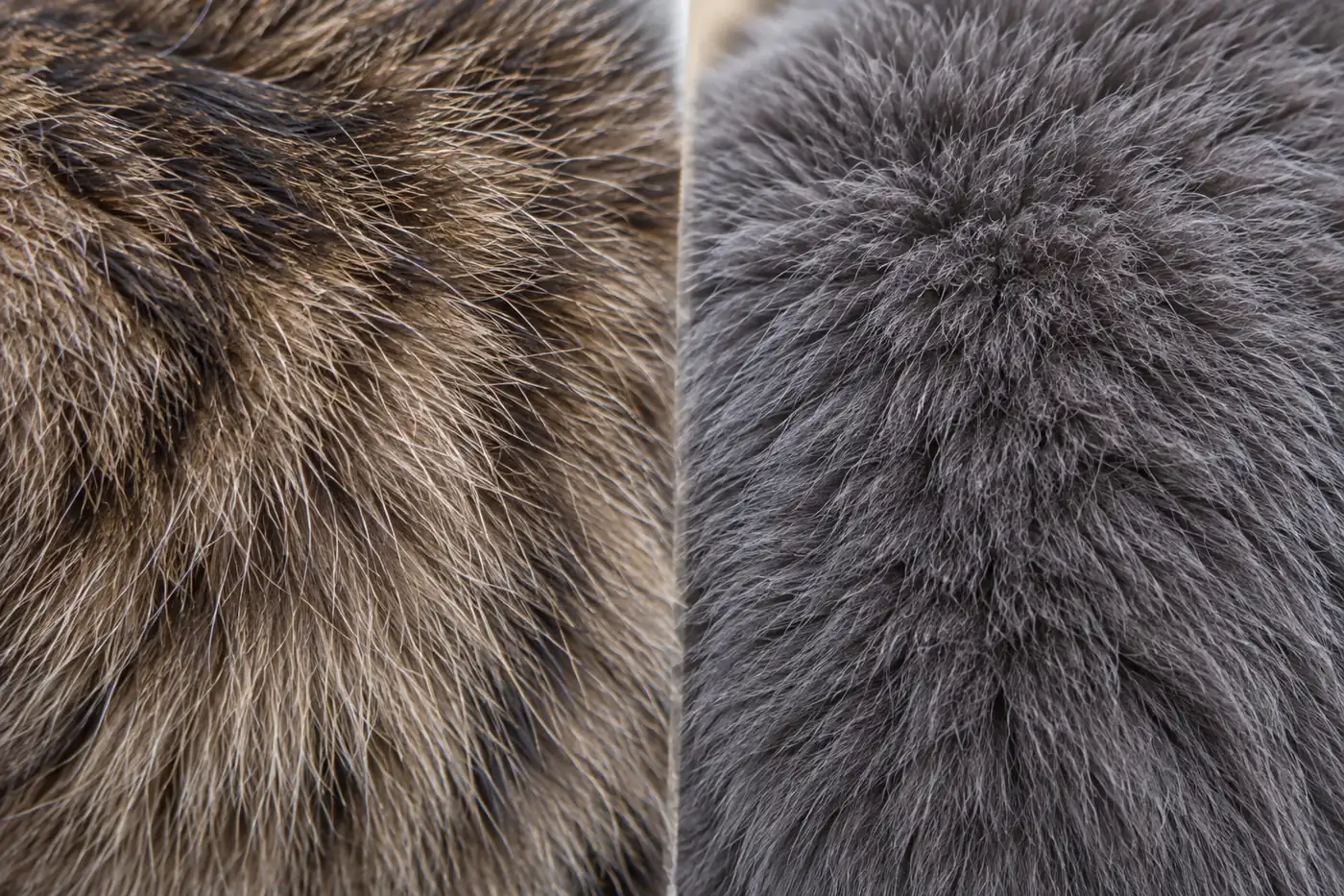 Close comparison of an American Bobtail double coat and a dense plush Manx coat