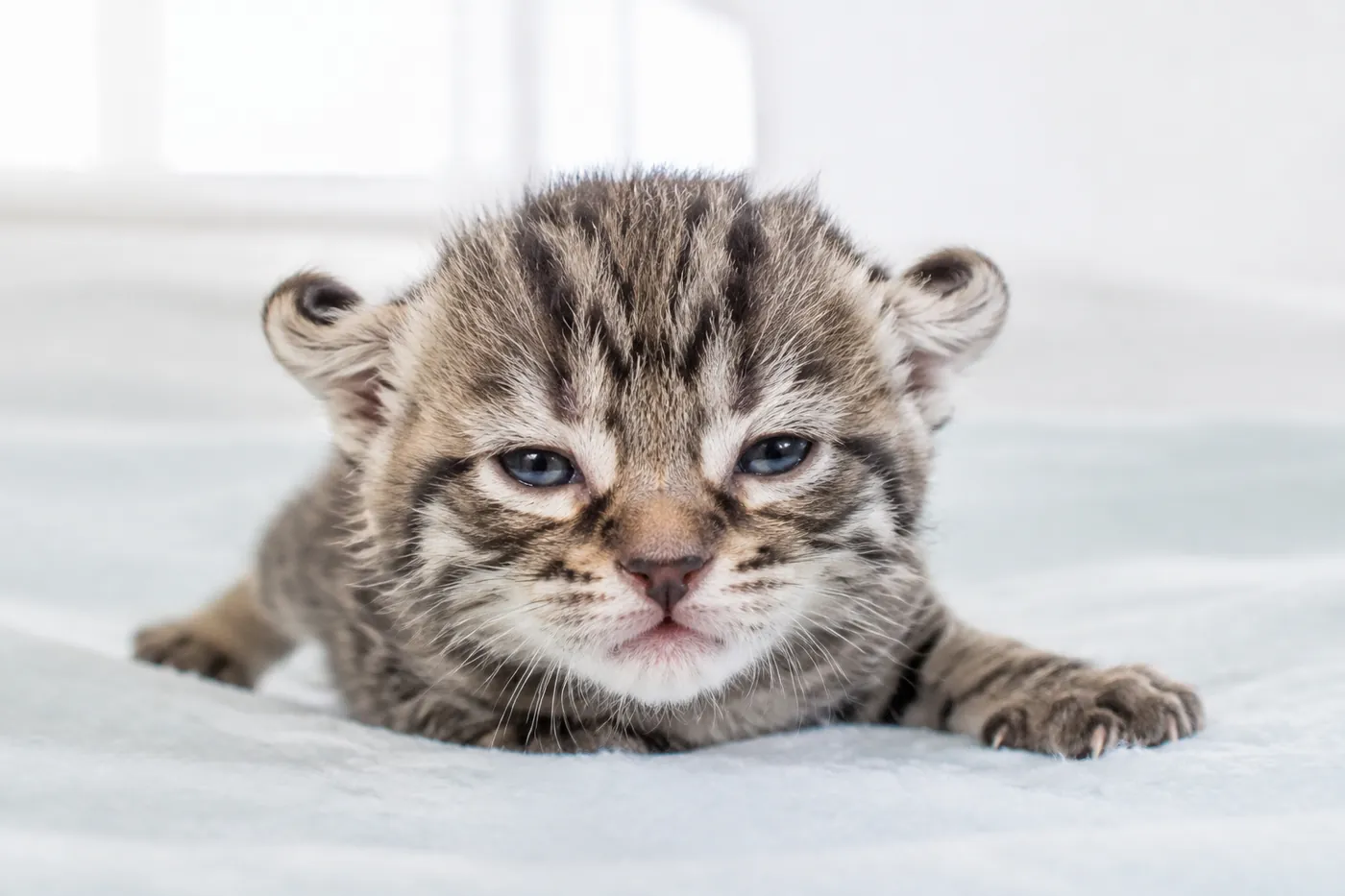 A very young kitten with both ears drawn back tight against its head in a bright room