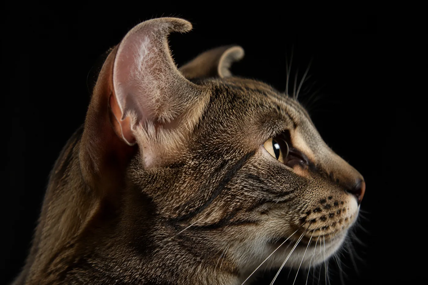 The head of an adult cat in profile with its ear arcing back in a firm crescent