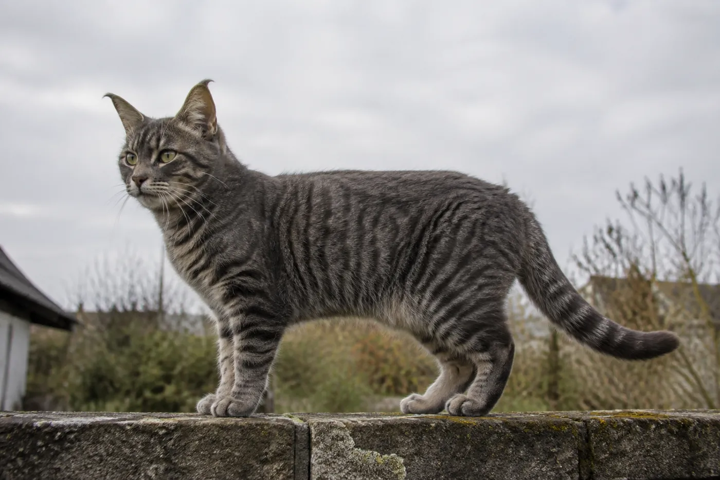 An adult cat with curled ears standing at full length on a garden wall under flat grey light