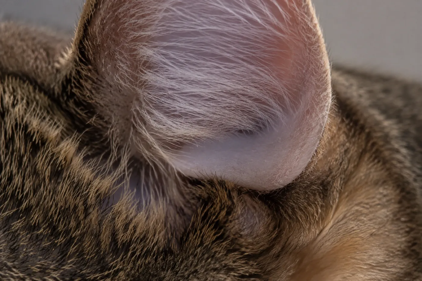 A very close view of the base of a curled ear showing thick firm cartilage below and thin ear above
