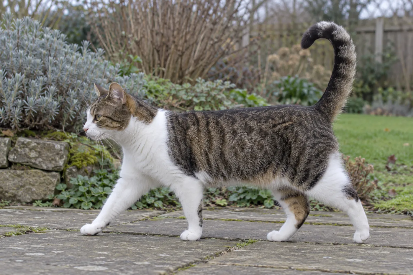 An ordinary shorthaired cat walking in profile with its raised tail hooked forward over its back