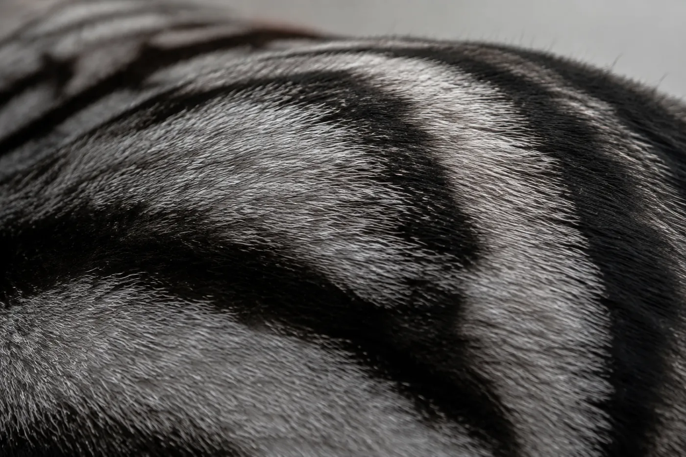 An extremely close view of a silver classic tabby coat showing short dense hair lying hard and even