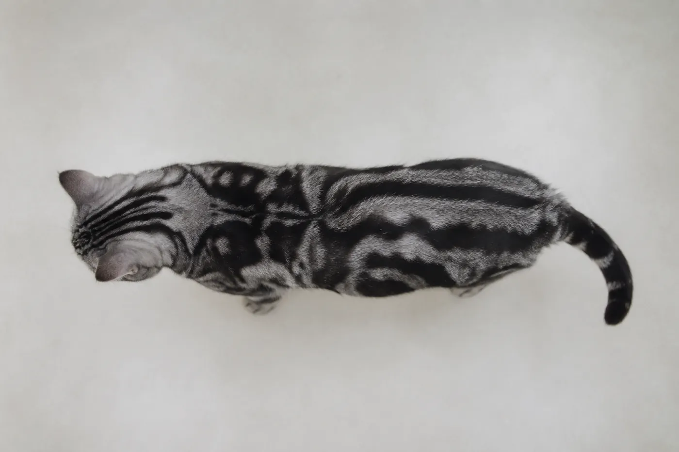 A cat seen from directly above on a plain floor with the outline of its waist visible