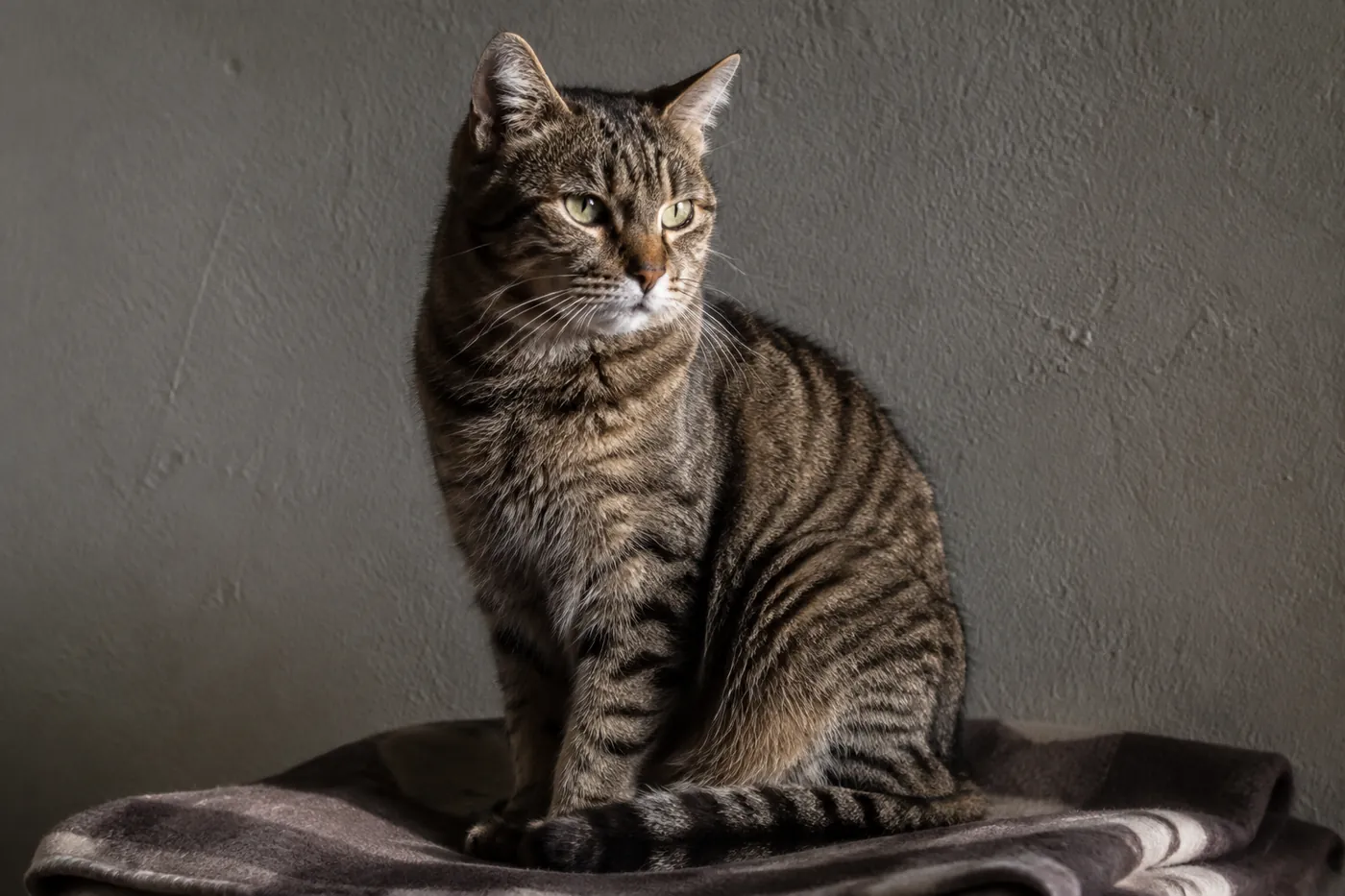 An ordinary brown tabby shorthaired cat sitting on a folded blanket against a plain wall