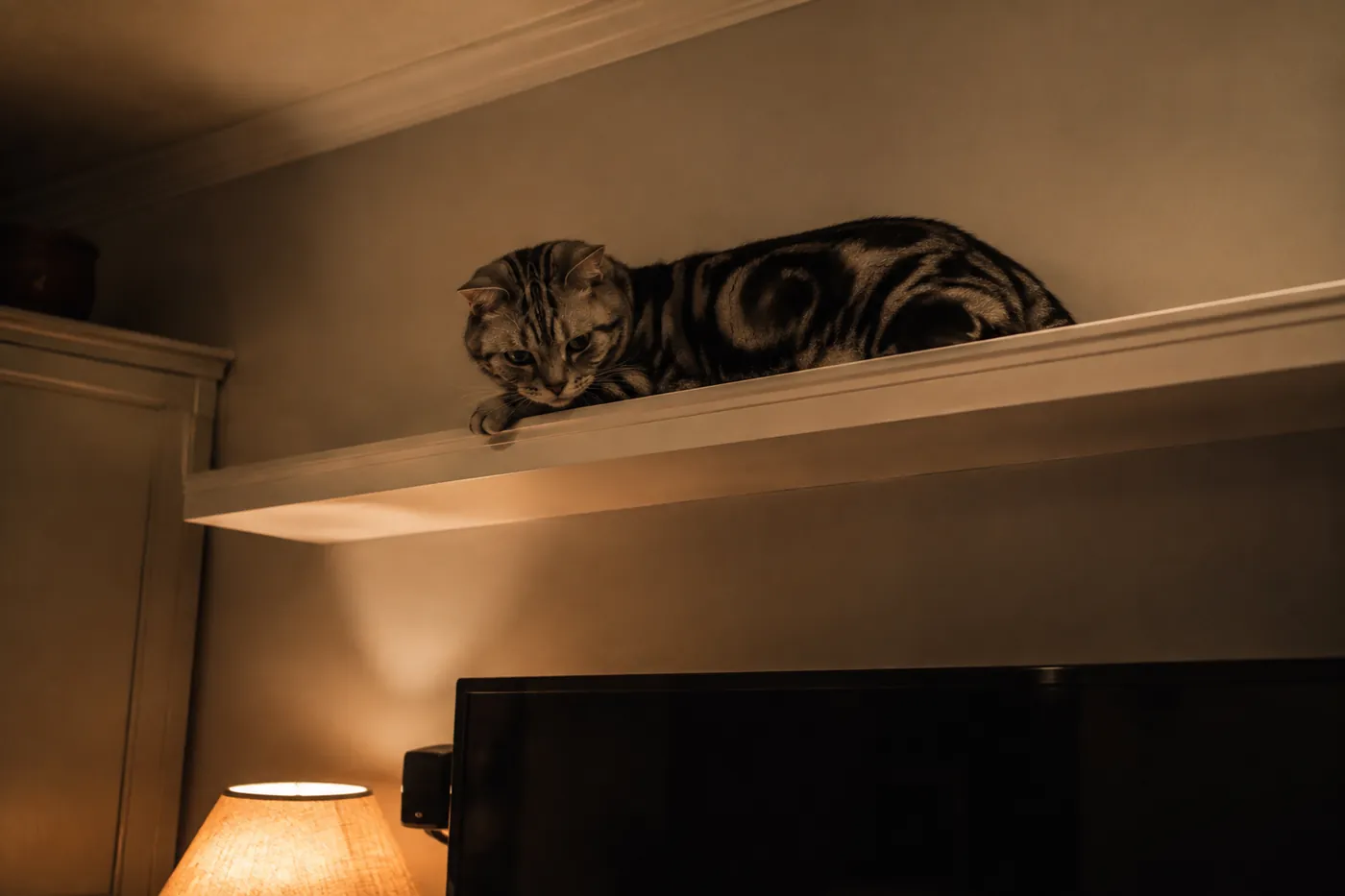 A cat resting on a high shelf looking down over a living room