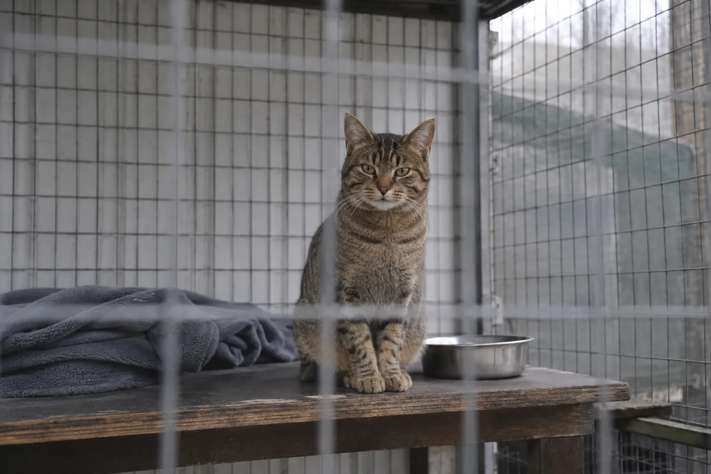 A plain brown tabby shorthaired cat sitting in a bare pen behind wire mesh