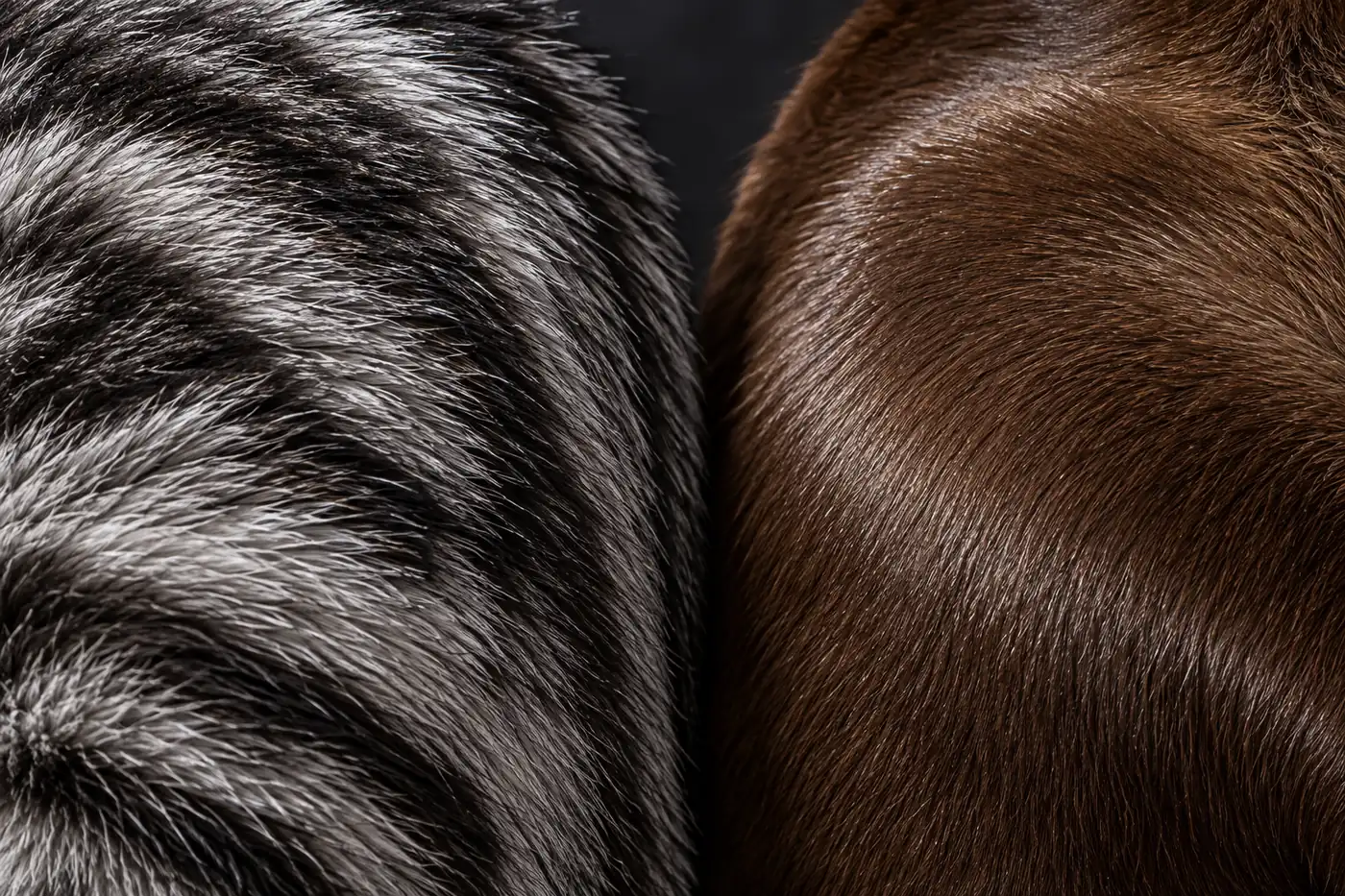 Close comparison of a dense American Shorthair coat and a fine satin Burmese coat