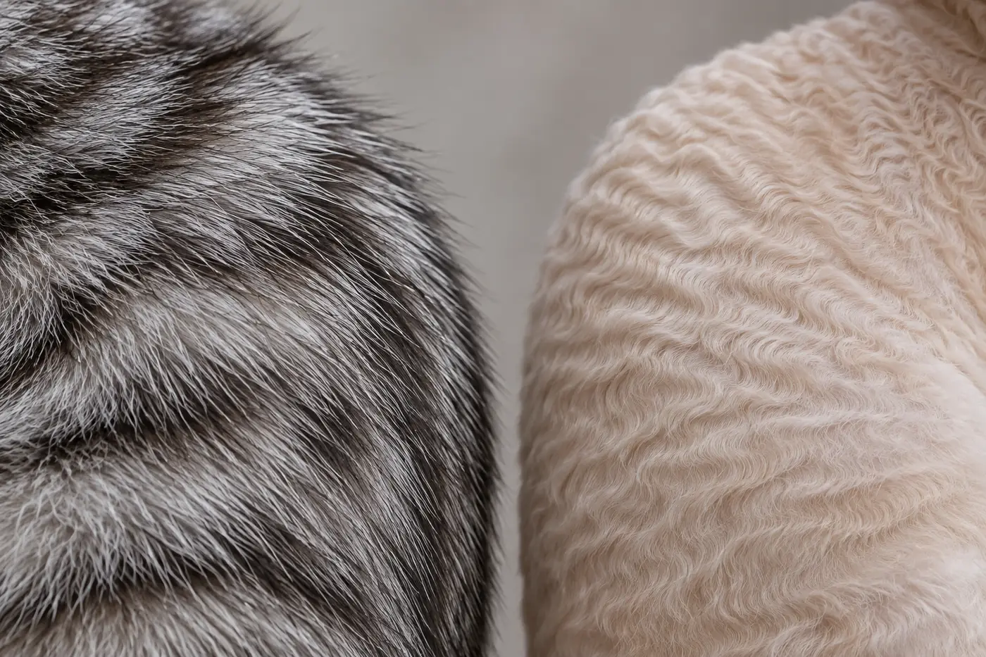 Close comparison of a dense straight American Shorthair coat and the tight marcel waves of a Cornish Rex
