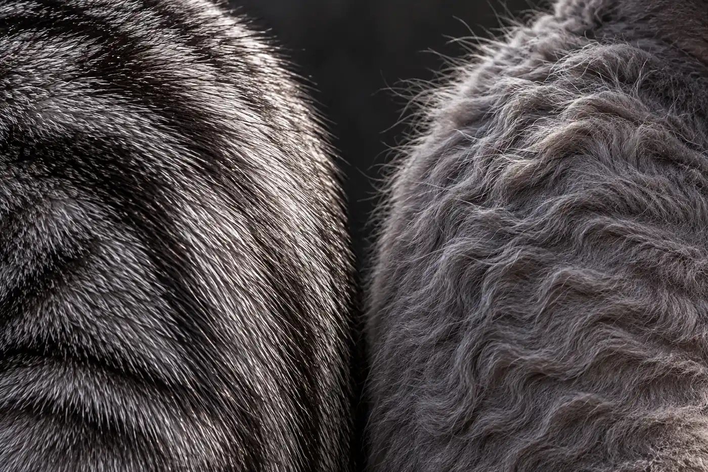 Close comparison of a dense American Shorthair coat and the soft open waves of a Devon Rex