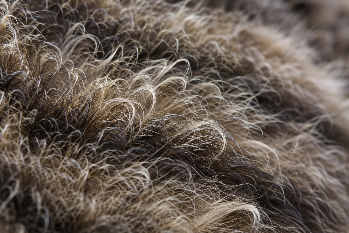 Extreme close view of cat coat with individual hairs visibly crimped and bent