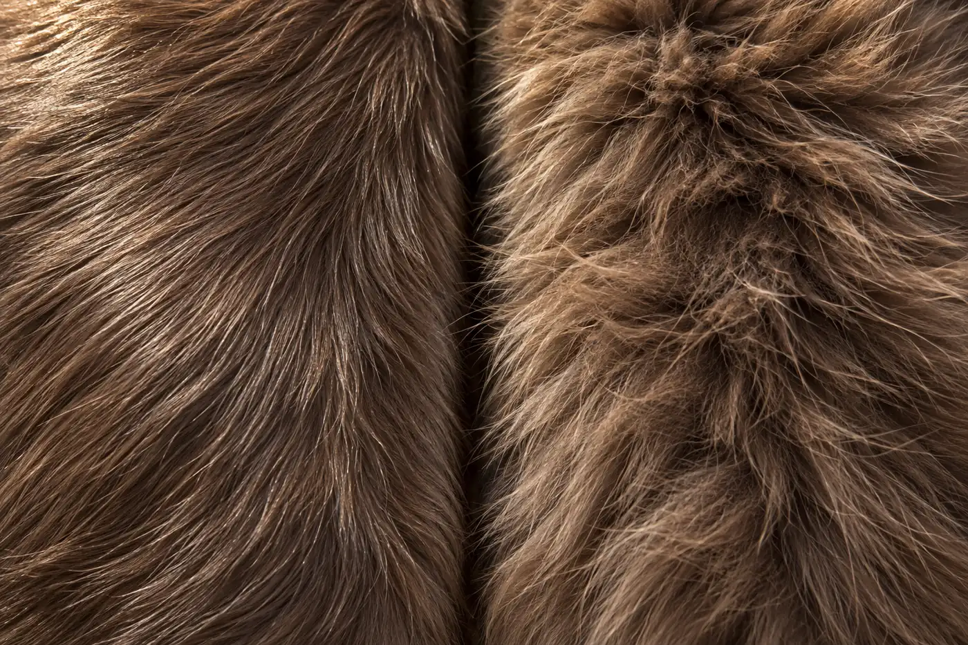 Two patches of long brown cat coat, fine silky hair lying flat beside a dense woolly coat standing away from the skin