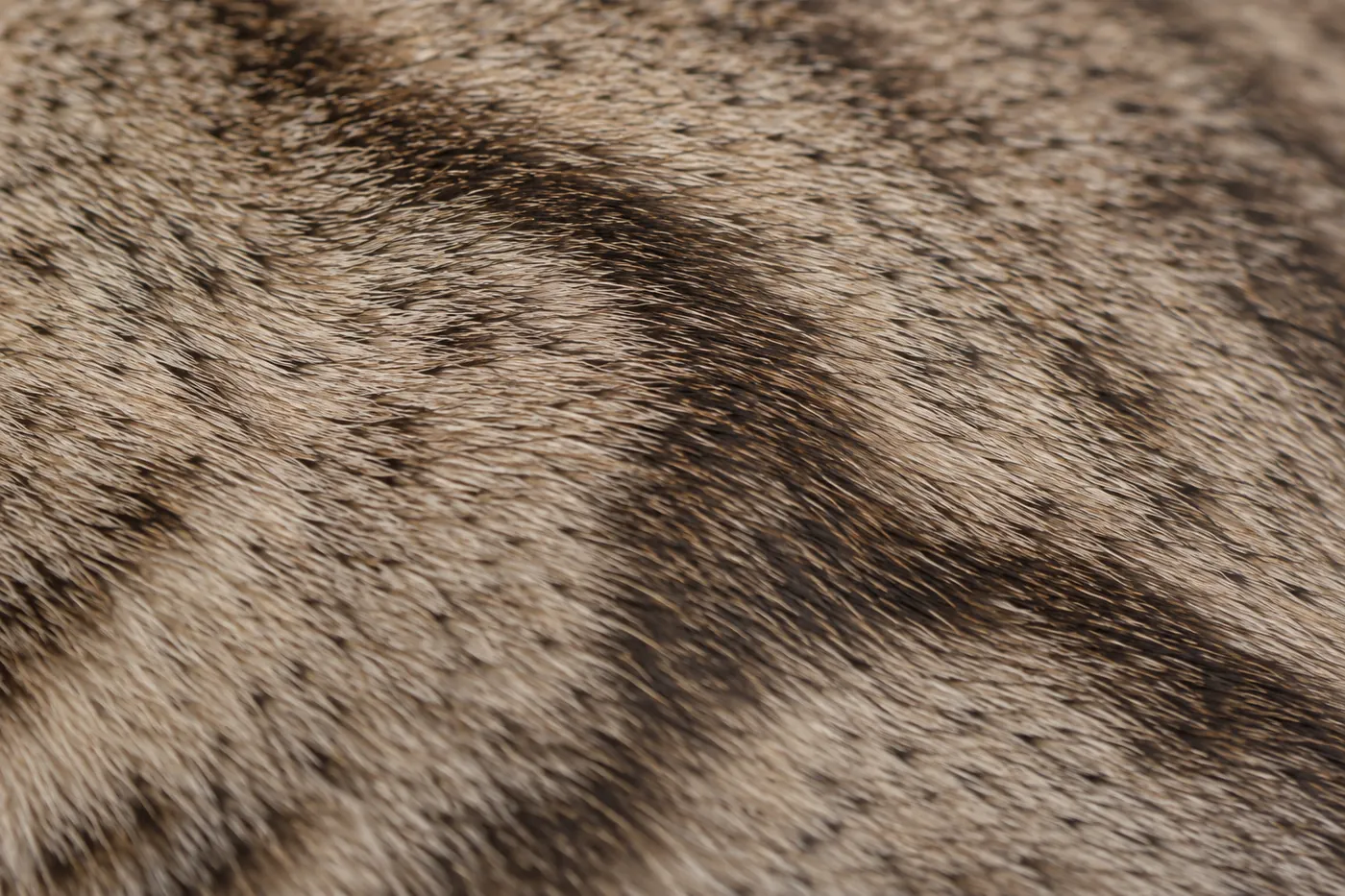 Extreme close view of a coat showing a pale ground, darker markings and a fine ticked veil over both