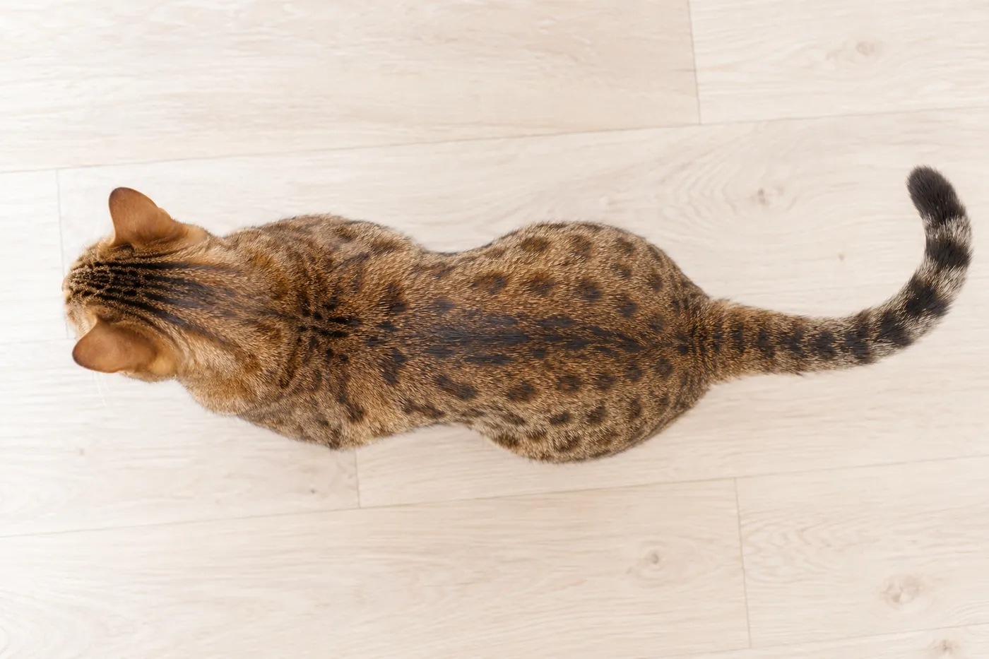 An overhead view of a brown spotted shorthaired cat whose outline narrows into a waist behind the ribs
