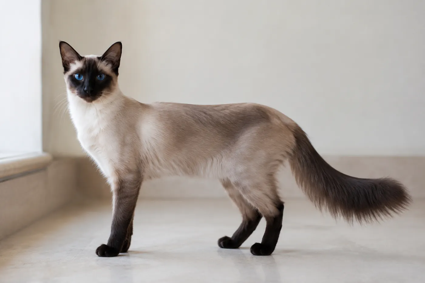 A seal point cat standing side on in a bright room with a plumed tail carried out behind it