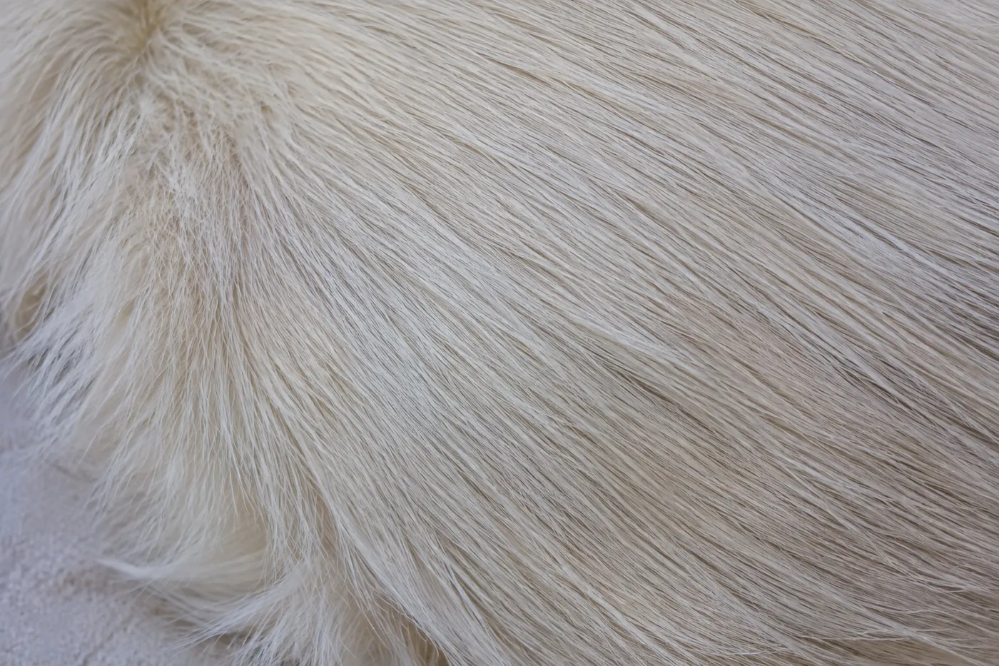 An extremely close view of a fine silky coat lying flat with no dense layer beneath it