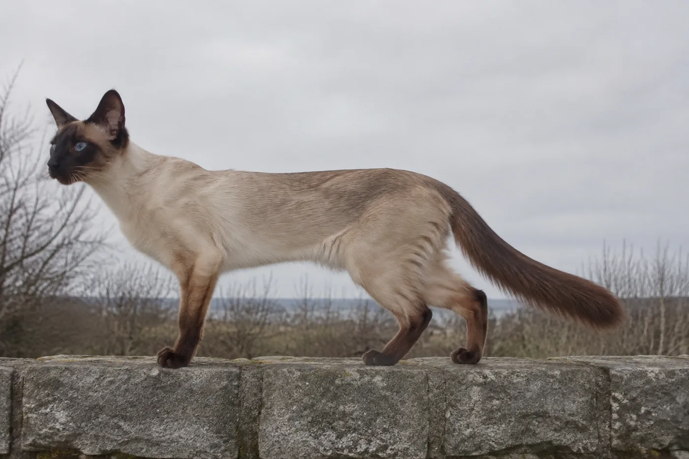 A seal point cat standing at full length in profile on a low garden wall under flat grey light