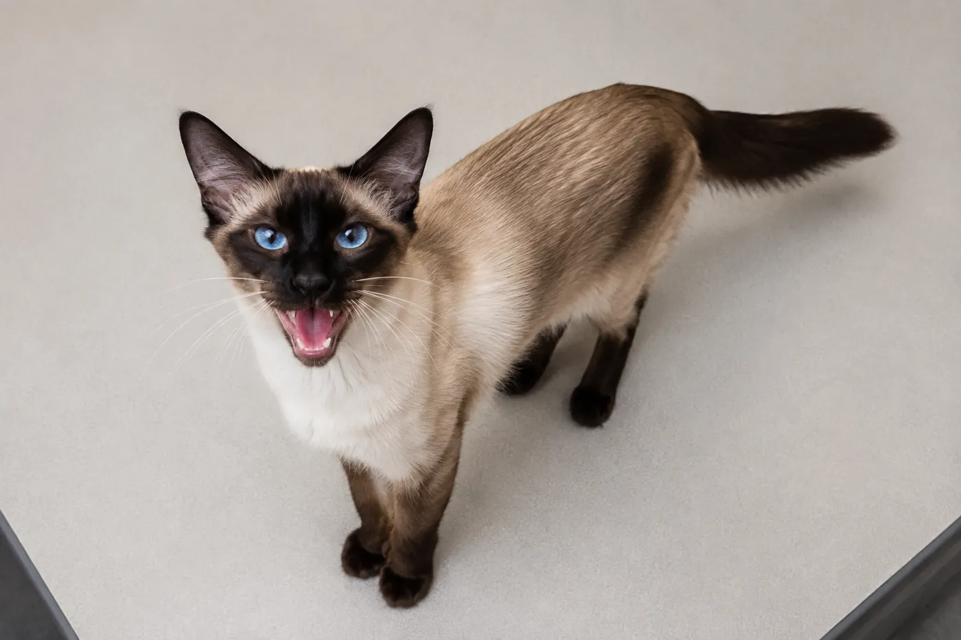 A pointed cat standing on a desk with its mouth open mid-call looking up at the camera
