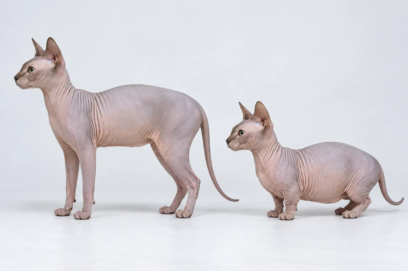 Two hairless cats in profile at equal scale, one with normal legs and one with markedly shortened legs
