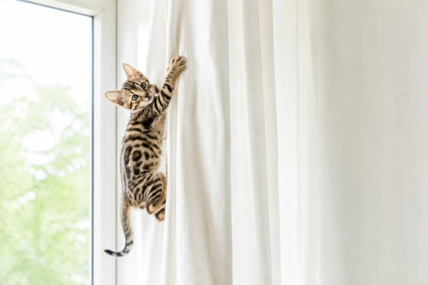 A spotted kitten climbing a curtain