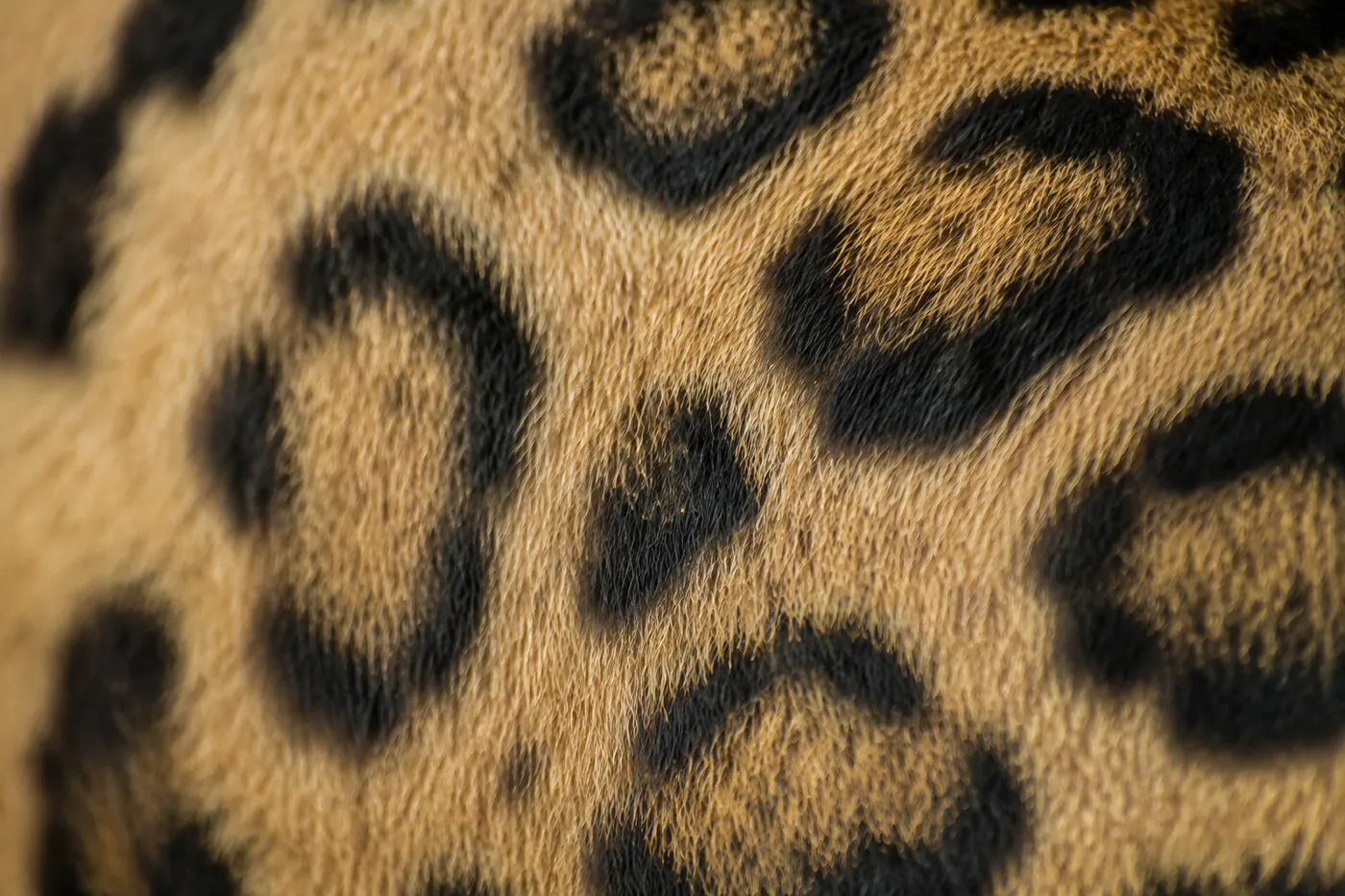 A close view of rosetted markings on a short glossy coat