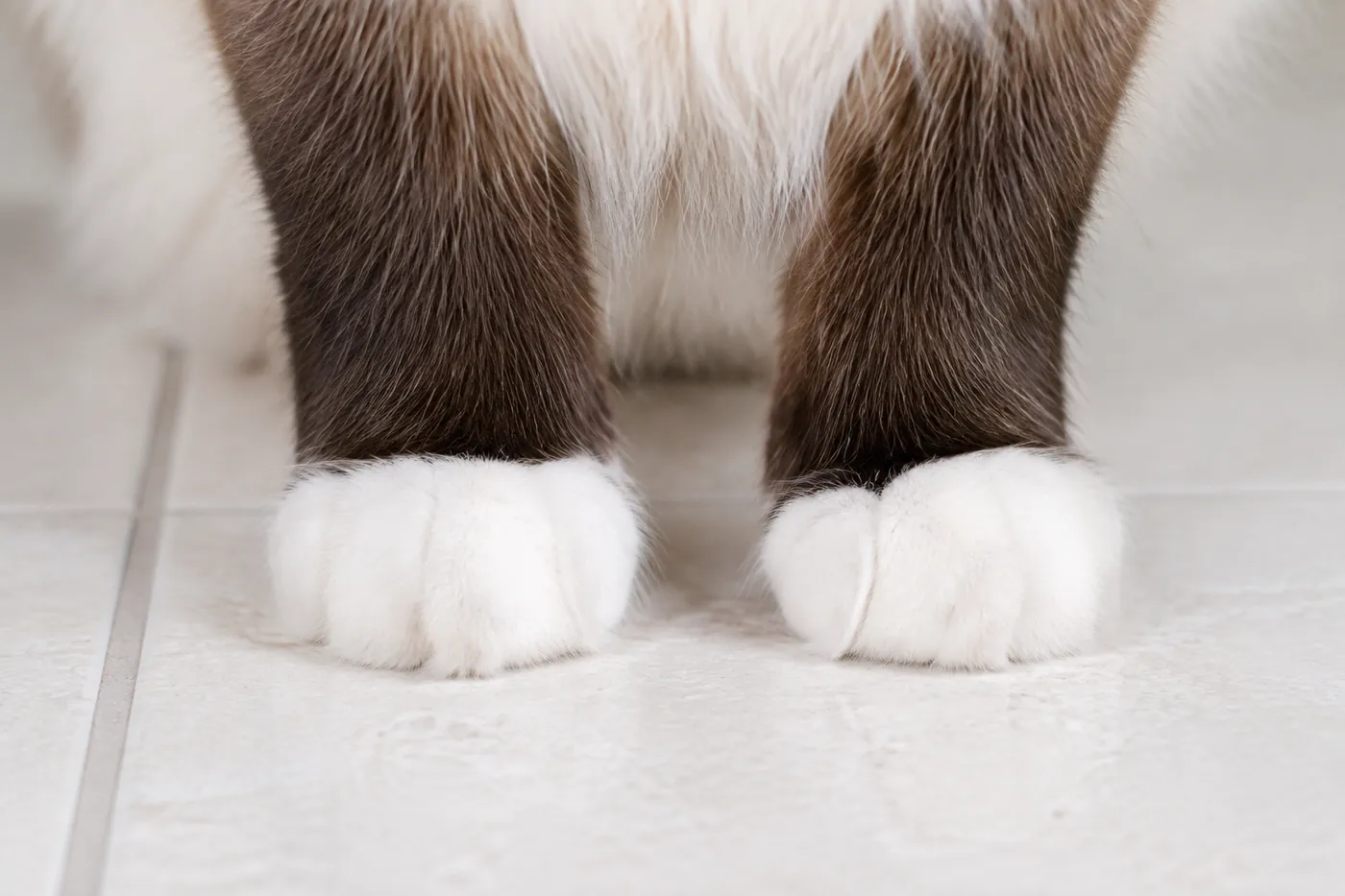 A close view of the white front paws of a cat standing on a pale tiled floor