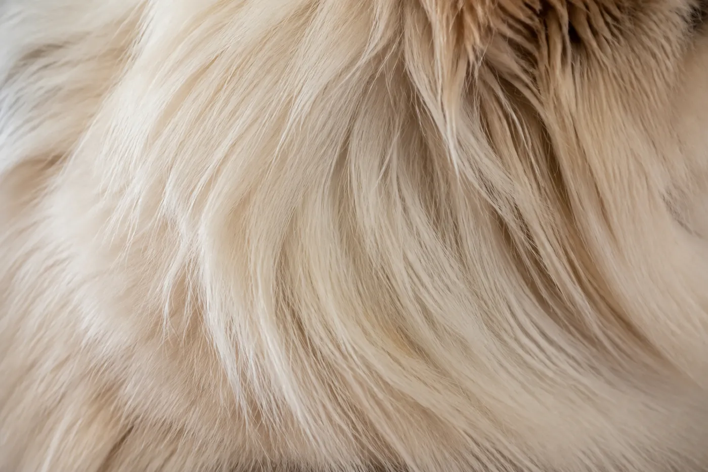 An extremely close view of long silky hair lying in one layer at a cat's neck ruff