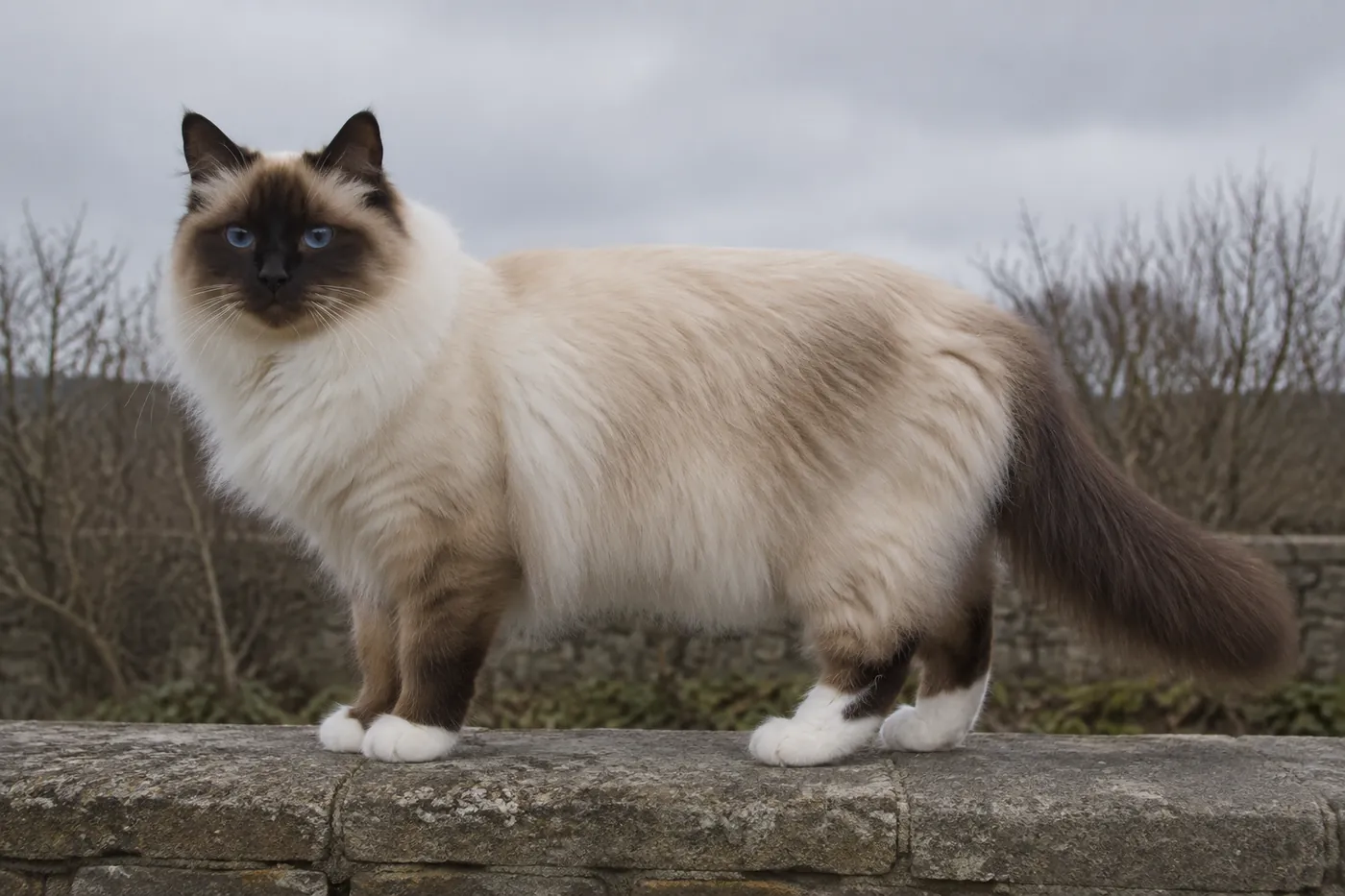 A pointed longhaired cat standing at full length in profile on a low garden wall