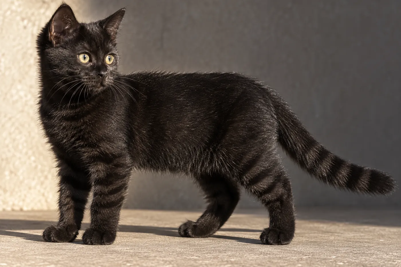 A young solid black kitten seen side-on, with faint darker bars on the legs and faint rings along the tail