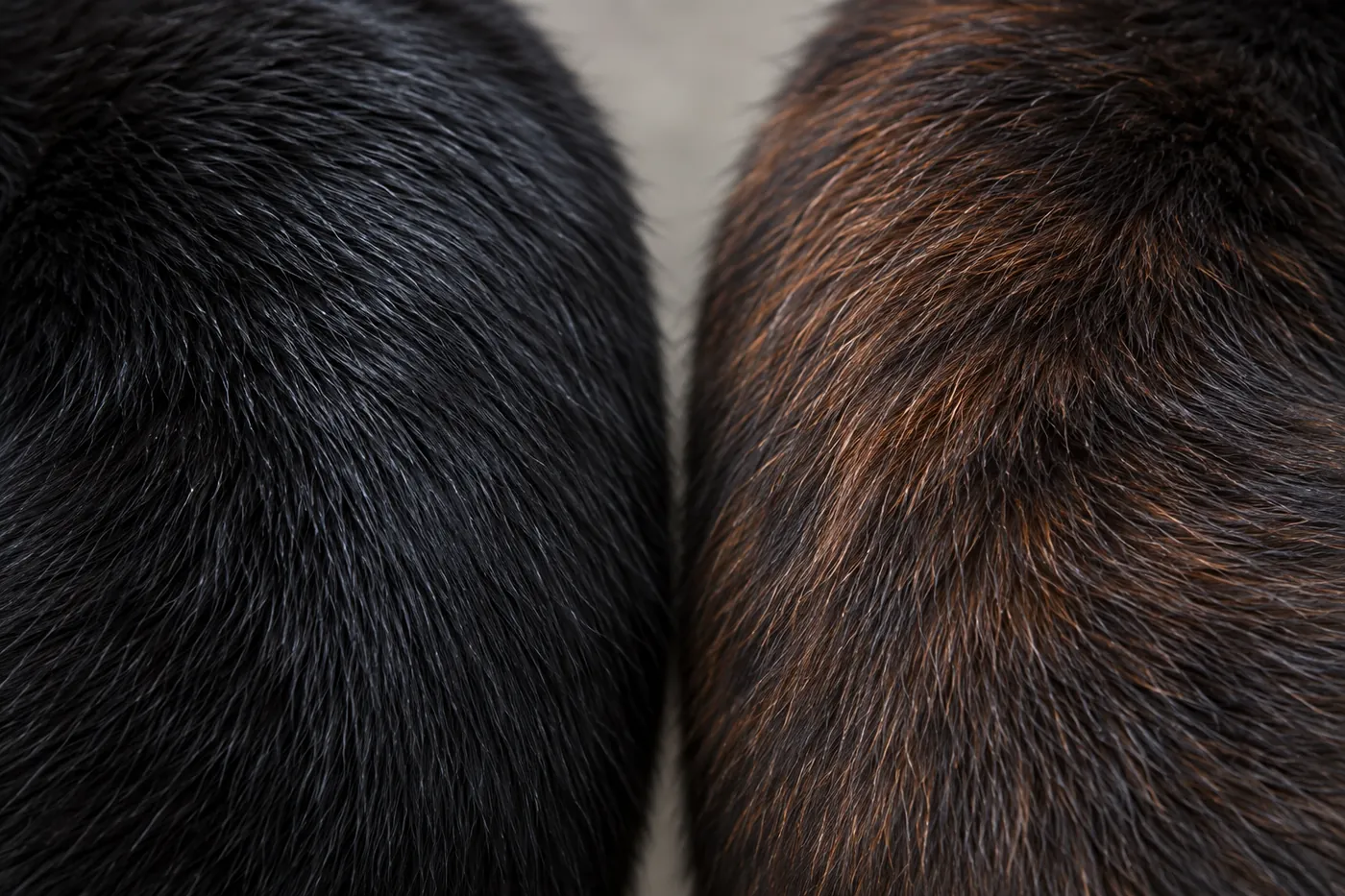 Two close sections of short black cat coat side by side, one deep black and one with a reddish-brown cast