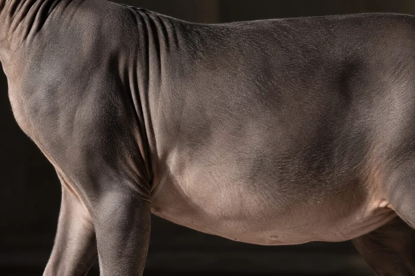 Close view of a hairless cat's dark grey shoulder and flank, lightening toward the belly, with faint fine down