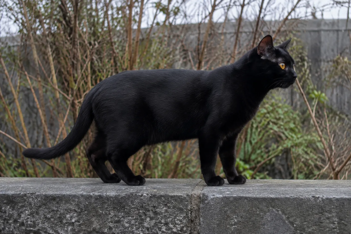 A black cat standing at full length in strict profile on a low wall under flat grey light