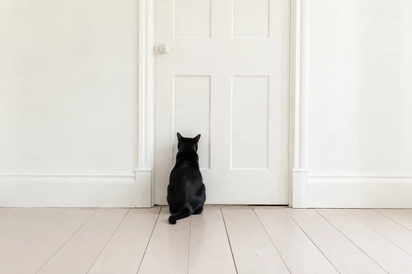 A black cat pressed against a closed door in an empty bright room