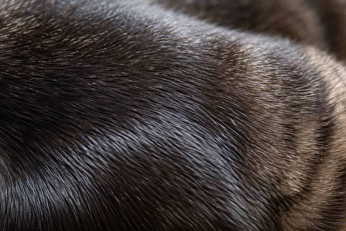 Extreme close view of a very short, glossy, close-lying cat coat